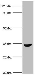 MSI2 Antibody - Western blot All lanes: MSI2 antibody at 10µg/ml + HepG2 whole cell lysate Secondary Goat polyclonal to rabbit IgG at 1/10000 dilution Predicted band size: 36, 29, 18 kDa Observed band size: 36 kDa
