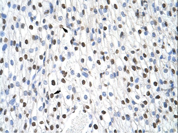MSI2 Antibody - MSI2 antibody ARP41112_T100-NP_620412-MSI2 (musashi homolog 2 (Drosophila)) Antibody was used in IHC to stain formalin-fixed, paraffin-embedded human heart.  This image was taken for the unconjugated form of this product. Other forms have not been tested.