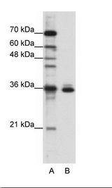 MSI2 Antibody - A: Marker, B: HepG2 Cell Lysate.  This image was taken for the unconjugated form of this product. Other forms have not been tested.