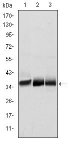 MSI2 Antibody - MSI2 Antibody in Western Blot (WB)