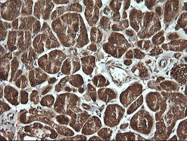 MSI2 Antibody - IHC of paraffin-embedded Human pancreas tissue using anti-MSI2 mouse monoclonal antibody.