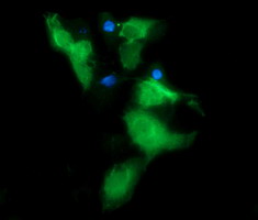 MSI2 Antibody - Anti-MSI2 mouse monoclonal antibody immunofluorescent staining of COS7 cells transiently transfected by pCMV6-ENTRY MSI2.