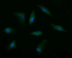 MSI2 Antibody - Immunofluorescent staining of HeLa cells using anti-MSI2 mouse monoclonal antibody.