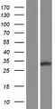 MSI2 Protein - Western validation with an anti-DDK antibody * L: Control HEK293 lysate R: Over-expression lysate