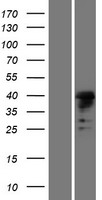MSL1 Protein - Western validation with an anti-DDK antibody * L: Control HEK293 lysate R: Over-expression lysate