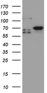 MSL2 Antibody - HEK293T cells were transfected with the pCMV6-ENTRY control. (Left lane) or pCMV6-ENTRY MSL2. (Right lane) cDNA for 48 hrs and lysed. Equivalent amounts of cell lysates. (5 ug per lane) were separated by SDS-PAGE and immunoblotted with anti-MSL2. (1:2000)