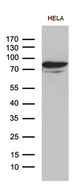 MSL2 Antibody - Western blot analysis of extracts. (35ug) from HELA cell line by using anti-MSL2 monoclonal antibody. (1:500)