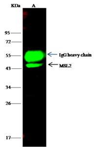 MSL2 Antibody - MSL2 was immunoprecipitated using: Lane A: 0.5 mg Hela Whole Cell Lysate. 4 uL anti-MSL2 rabbit polyclonal antibody and 15 ul of 50% Protein G agarose. Primary antibody: Anti-MSL2 rabbit polyclonal antibody, at 1:100 dilution. Secondary antibody: Dylight 800-labeled antibody to rabbit IgG (H+L), at 1:5000 dilution. Developed using the odssey technique. Performed under reducing conditions. Predicted band size: 44 kDa. Observed band size: 44 kDa.