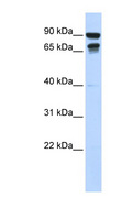 MSL3L1 / MSL3 Antibody - MSL3 / MSL3L1 antibody Western blot of 293T cell lysate. This image was taken for the unconjugated form of this product. Other forms have not been tested.