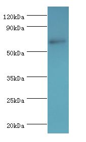 MSLN / Mesothelin Antibody - Western blot. All lanes: MSLN antibody at 8 ug/ml+HeLa whole cell lysate. Secondary antibody: Goat polyclonal to rabbit at 1:10000 dilution. Predicted band size: 69 kDa. Observed band size: 69 kDa.