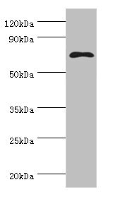 MSLN / Mesothelin Antibody - Western blot All lanes: MSLN antibody at 8µg/ml + Hela whole cell lysate Secondary Goat polyclonal to rabbit IgG at 1/10000 dilution Predicted band size: 69, 72, 68 kDa Observed band size: 69 kDa