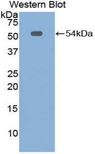 MSLN / Mesothelin Antibody - Western blot of recombinant MSLN / Mesothelin.  This image was taken for the unconjugated form of this product. Other forms have not been tested.
