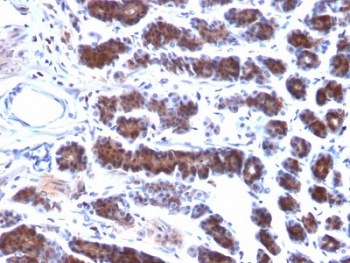 MSLN / Mesothelin Antibody - IHC testing of FFPE rat stomach with Mesothelin antibody (clone MSLN/2131). HIER: boil tissue sections in pH6, 10mM citrate buffer, for 10-20 min followed by cooling at RT for 20 min.