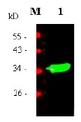 MSLN / Mesothelin Antibody - Immunodetection Analysis: Representative blot from a previous lot. Lane 1, recombinant protein MSLN. The membrane blot was probed with antiMSLN primary antibody (1µg/ml). Proteins were visualized using a Donkey Anti-Rabbit secondary antibody conjugated to IRDye 800CW detection system. Arrows indicate cellular MSLN from human and mouse cells (34 kDa).