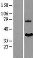 MSLN / Mesothelin Protein - Western validation with an anti-DDK antibody * L: Control HEK293 lysate R: Over-expression lysate