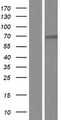 MSLN / Mesothelin Protein - Western validation with an anti-DDK antibody * L: Control HEK293 lysate R: Over-expression lysate