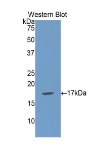 MSMB / MSP Antibody - Western blot of recombinant MSMB / MSP.  This image was taken for the unconjugated form of this product. Other forms have not been tested.
