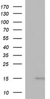 MSMB / MSP Antibody - HEK293T cells were transfected with the pCMV6-ENTRY control (Left lane) or pCMV6-ENTRY MSMB (Right lane) cDNA for 48 hrs and lysed. Equivalent amounts of cell lysates (5 ug per lane) were separated by SDS-PAGE and immunoblotted with anti-MSMB.