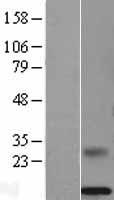 MSMB / MSP Protein - Western validation with an anti-DDK antibody * L: Control HEK293 lysate R: Over-expression lysate