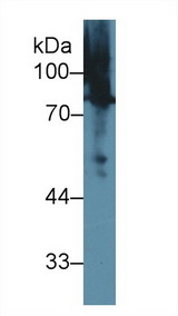 MSN / Moesin Antibody - Western Blot; Sample: Human BXPC3 cell lysate; Primary Ab: 1µg/ml Rabbit Anti-Rat MSN Antibody Second Ab: 0.2µg/mL HRP-Linked Caprine Anti-Rabbit IgG Polyclonal Antibody