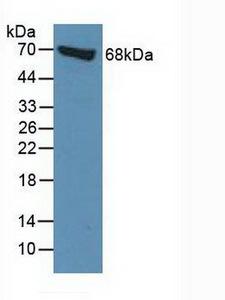 MSN / Moesin Antibody - Western Blot; Sample: Human BXPC-3 Cells.