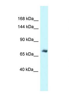 MSN / Moesin Antibody - MSN / Moesin antibody Western blot of Mouse Brain lysate. Antibody concentration 1 ug/ml.  This image was taken for the unconjugated form of this product. Other forms have not been tested.