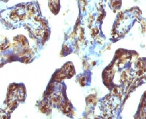MSN / Moesin Antibody - IHC testing of FFPE human placenta with Moesin antibody (clone EDLP70).  This image was taken for the unmodified form of this product. Other forms have not been tested.