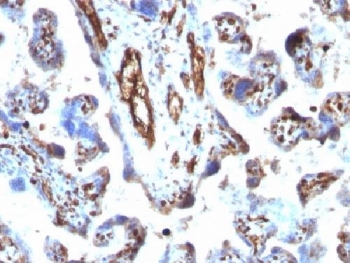 MSN / Moesin Antibody - IHC testing of FFPE human placenta with Moesin antibody (clone MSN/491). Required HIER: boil tissue sections in 10mM citrate buffer, pH 6, for 10-20 min.