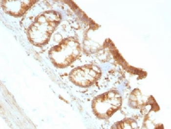 MSN / Moesin Antibody - IHC testing of FFPE rat colon with Moesin antibody (clone MSN/491). Required HIER: boil tissue sections in 10mM citrate buffer, pH 6, for 10-20 min.