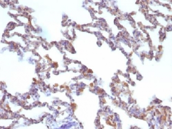 MSN / Moesin Antibody - IHC testing of FFPE rat lung with Moesin antibody (clone MSN/491). Required HIER: boil tissue sections in 10mM citrate buffer, pH 6, for 10-20 min.