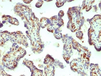 MSN / Moesin Antibody - Formalin-fixed, paraffin-embedded human placenta stained with Moesin antibody (MSN/492).  This image was taken for the unmodified form of this product. Other forms have not been tested.
