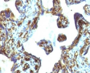 MSN / Moesin Antibody - Formalin-fixed, paraffin-embedded human placenta stained with Moesin antibody (MSN/493).  This image was taken for the unmodified form of this product. Other forms have not been tested.