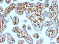 MSN / Moesin Antibody - Formalin-fixed, paraffin-embedded human Placenta stained with Moesin Mouse Recombinant Monoclonal Antibody (rMSN/492).