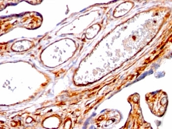 MSN / Moesin Antibody - Formalin-fixed, paraffin-embedded human placenta stained with Moesin antibody (SPM562).  This image was taken for the unmodified form of this product. Other forms have not been tested.