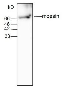 MSN / Moesin Antibody