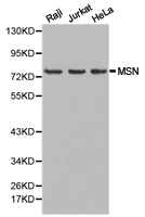 MSN / Moesin Antibody - Western blot of extracts of various cell lines, using MSN antibody.