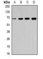 MSN / Moesin Antibody - Western blot analysis of Moesin expression in HeLa (A); HT29 (B); mouse lung (C); mouse kidney (D) whole cell lysates.