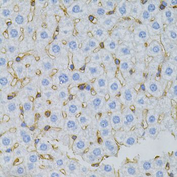 MSN / Moesin Antibody - Immunohistochemistry of paraffin-embedded mouse liver using MSN antibody at dilution of 1:100 (40x lens).