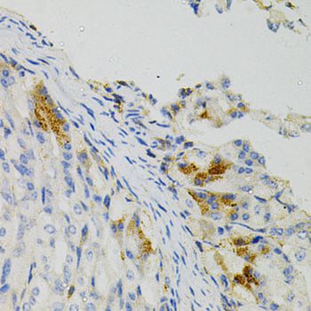 MSN / Moesin Antibody - Immunohistochemistry of paraffin-embedded mouse stomach using MSN antibody at dilution of 1:100 (40x lens).