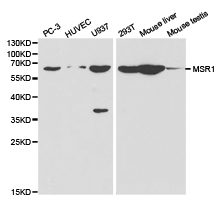 MSR1 / CD204 Antibody - Western blot of extracts of various cell lines, using MSR1 antibody.