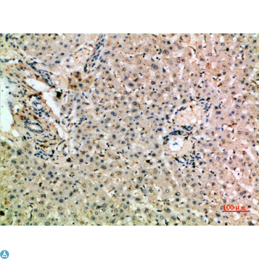 MSR1 / CD204 Antibody - Immunohistochemical analysis of paraffin-embedded human-liver, antibody was diluted at 1:200.
