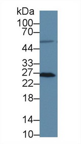 MSRA Antibody - Western Blot; Sample: Human HT1080 cell lysate; Primary Ab: 3µg/ml Rabbit Anti-Human MSRA Antibody Second Ab: 0.2µg/mL HRP-Linked Caprine Anti-Rabbit IgG Polyclonal Antibody