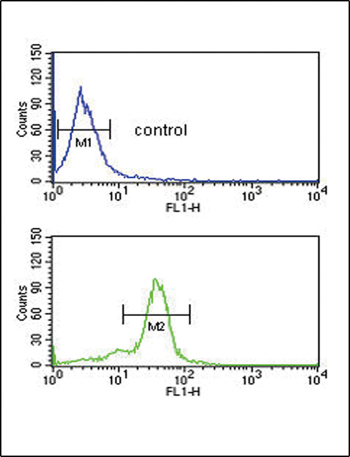 MSRA Antibody - MSRA Antibody flow cytometry of MDA-MB435 cells (bottom histogram) compared to a negative control cell (top histogram). FITC-conjugated goat-anti-rabbit secondary antibodies were used for the analysis.