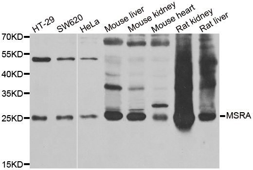 MSRA Antibody - Western blot analysis of extracts of various cell lines.