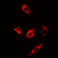 MSRA Antibody - Immunofluorescent analysis of MsrA staining in U2OS cells. Formalin-fixed cells were permeabilized with 0.1% Triton X-100 in TBS for 5-10 minutes and blocked with 3% BSA-PBS for 30 minutes at room temperature. Cells were probed with the primary antibody in 3% BSA-PBS and incubated overnight at 4 deg C in a humidified chamber. Cells were washed with PBST and incubated with a DyLight 594-conjugated secondary antibody (red) in PBS at room temperature in the dark.