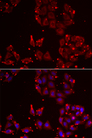 MSRA Antibody - Immunofluorescence analysis of U2OS cells using MSRA antibody. Blue: DAPI for nuclear staining.