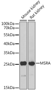MSRA Antibody - Western blot analysis of extracts of various cell lines, using MSRA Antibody at 1:1000 dilution. The secondary antibody used was an HRP Goat Anti-Rabbit IgG (H+L) at 1:10000 dilution. Lysates were loaded 25ug per lane and 3% nonfat dry milk in TBST was used for blocking. An ECL Kit was used for detection and the exposure time was 30s.