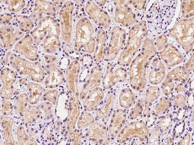 MSRA Antibody - Immunochemical staining of human MSRA in human kidney with rabbit polyclonal antibody at 1:200 dilution, formalin-fixed paraffin embedded sections.