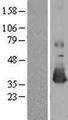 MSRA Protein - Western validation with an anti-DDK antibody * L: Control HEK293 lysate R: Over-expression lysate
