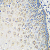 MSRB2 / MSRB Antibody - Immunohistochemistry of paraffin-embedded human esophagus.